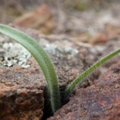 Caladenia actensis (Canberra Spider Orchid) by AaronClausen