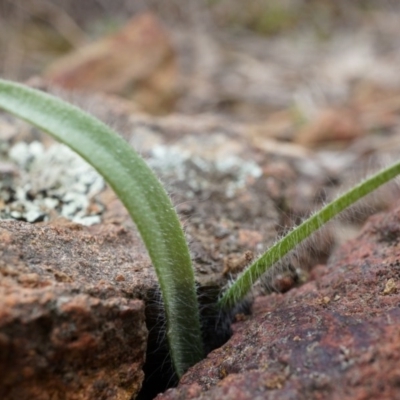 Caladenia actensis (Canberra Spider Orchid) at Mount Majura - 10 Aug 2014 by AaronClausen