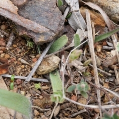 Caladenia actensis at suppressed - 10 Aug 2014