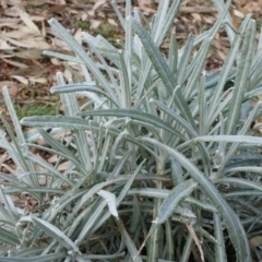 Senecio quadridentatus (Cotton Fireweed) at Mount Majura - 10 Aug 2014 by AaronClausen