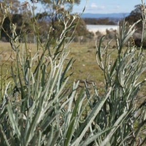 Senecio quadridentatus at Hackett, ACT - 10 Aug 2014 11:31 AM