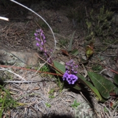 Hardenbergia violacea (False Sarsaparilla) at Conder, ACT - 30 Jul 2014 by MichaelBedingfield