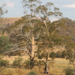 Eucalyptus viminalis (Ribbon Gum) at Tharwa, ACT - 2 Feb 2014 by michaelb