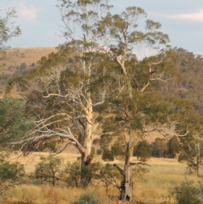 Eucalyptus viminalis (Ribbon Gum) at Point Hut to Tharwa - 2 Feb 2014 by michaelb