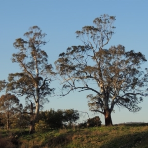 Eucalyptus viminalis at Tharwa, ACT - 3 Feb 2014