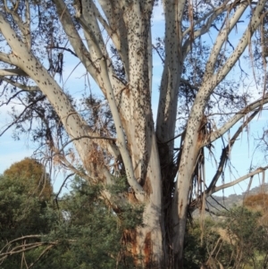 Eucalyptus viminalis at Tharwa, ACT - 1 Dec 2013