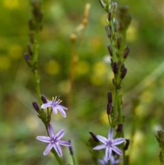 Caesia calliantha (Blue Grass-lily) at Conder, ACT - 15 Nov 1999 by michaelb