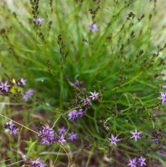 Caesia calliantha at Conder, ACT - 16 Nov 1999