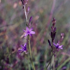 Caesia calliantha (Blue Grass-lily) at Bonython, ACT - 19 Nov 2000 by michaelb