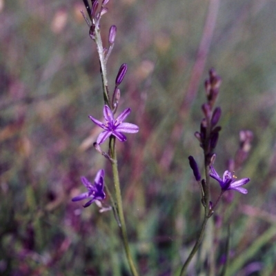 Caesia calliantha (Blue Grass-lily) at Bonython, ACT - 20 Nov 2000 by MichaelBedingfield