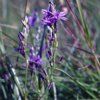 Caesia calliantha (Blue Grass-lily) at Hall, ACT - 21 Nov 2004 by MichaelBedingfield