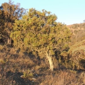 Acacia melanoxylon at Conder, ACT - 29 Jul 2014 06:05 PM