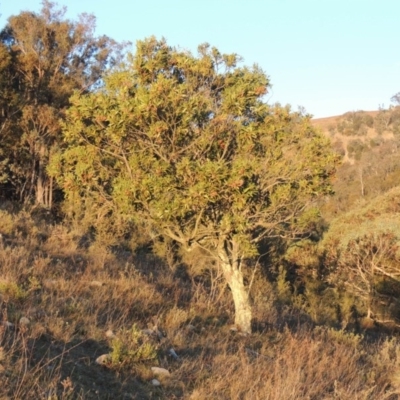 Acacia melanoxylon (Blackwood) at Conder, ACT - 29 Jul 2014 by MichaelBedingfield