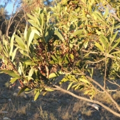 Acacia melanoxylon at Conder, ACT - 29 Jul 2014 06:05 PM