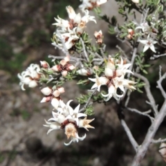 Cryptandra speciosa subsp. speciosa (Silky Cryptandra) at Conder, ACT - 29 Jul 2014 by MichaelBedingfield