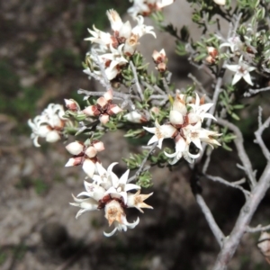 Cryptandra speciosa subsp. speciosa at Conder, ACT - 29 Jul 2014 06:56 PM