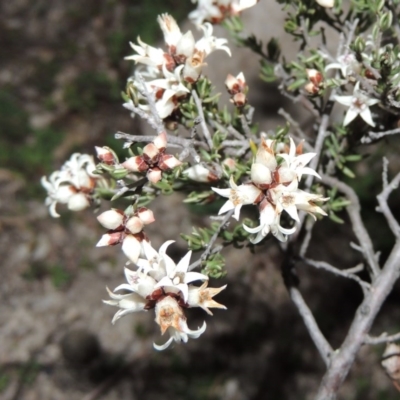 Cryptandra speciosa subsp. speciosa (Silky Cryptandra) at Conder, ACT - 29 Jul 2014 by MichaelBedingfield