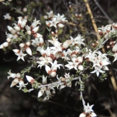 Cryptandra speciosa subsp. speciosa (Silky Cryptandra) at Gigerline Nature Reserve - 2 Aug 2014 by michaelb