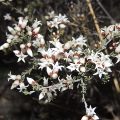 Cryptandra speciosa subsp. speciosa (Silky Cryptandra) at Paddys River, ACT - 2 Aug 2014 by michaelb