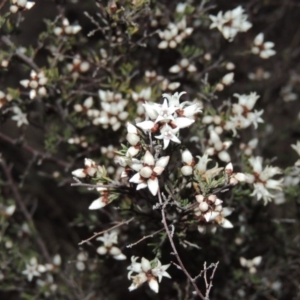 Cryptandra speciosa subsp. speciosa at Paddys River, ACT - 2 Aug 2014