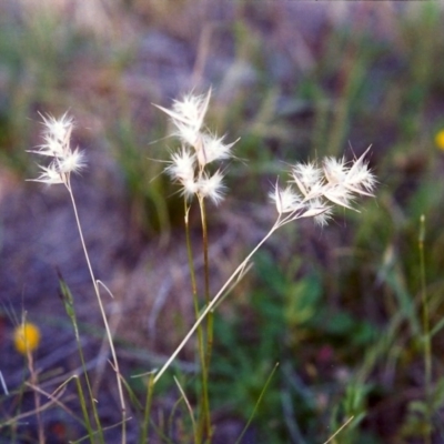 Rytidosperma laeve (Bare-backed Wallaby Grass) at Conder, ACT - 1 Dec 1999 by MichaelBedingfield