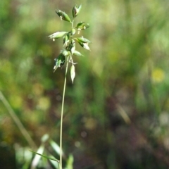 Rytidosperma carphoides (Short Wallaby Grass) at Tuggeranong Hill - 20 Nov 2000 by michaelb