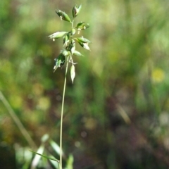 Rytidosperma carphoides (Short Wallaby Grass) at Conder, ACT - 20 Nov 2000 by michaelb