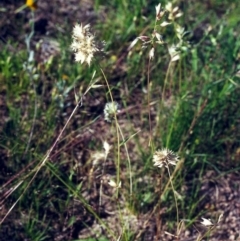 Rytidosperma carphoides (Short Wallaby Grass) at Tuggeranong Hill - 1 Dec 2000 by michaelb