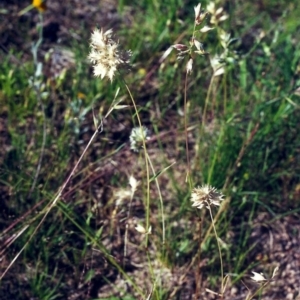 Rytidosperma carphoides at Theodore, ACT - 2 Dec 2000