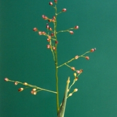 Isachne globosa (Swamp Millet) at Bonython, ACT - 6 Feb 2007 by MichaelBedingfield