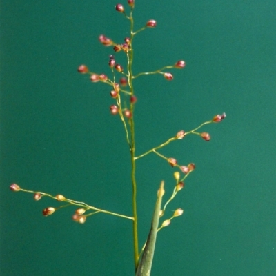 Isachne globosa (Swamp Millet) at Bonython, ACT - 6 Feb 2007 by MichaelBedingfield