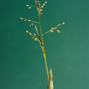 Isachne globosa at Bonython, ACT - 6 Feb 2007