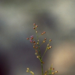 Isachne globosa at Bonython, ACT - 6 Feb 2007