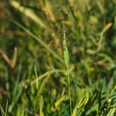 Isachne globosa (Swamp Millet) at Paddys River, ACT - 27 Mar 2005 by michaelb