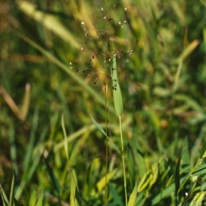 Isachne globosa at Paddys River, ACT - 28 Mar 2005