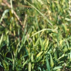 Isachne globosa at Paddys River, ACT - 28 Mar 2005