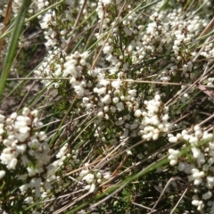 Cryptandra amara (Bitter Cryptandra) at Acton, ACT - 19 Aug 2014 by TimYiu