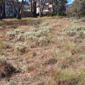 Cryptandra amara at Acton, ACT - 20 Aug 2014