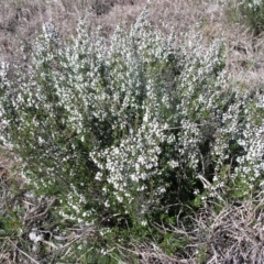 Cryptandra amara at Acton, ACT - 20 Aug 2014 12:00 AM