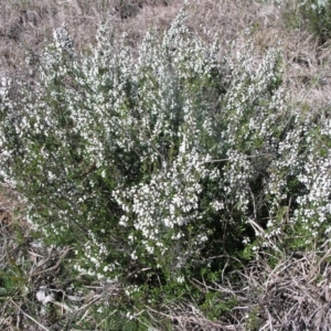 Cryptandra amara at Acton, ACT - 20 Aug 2014