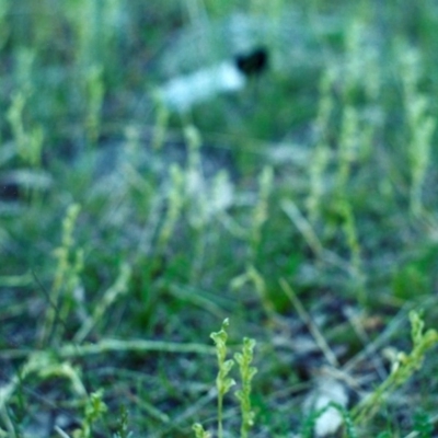 Hymenochilus sp. (A Greenhood Orchid) at Banks, ACT - 21 Oct 2001 by MichaelBedingfield