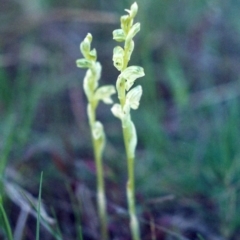 Hymenochilus cycnocephalus (Swan greenhood) at Conder, ACT - 28 Sep 2001 by MichaelBedingfield