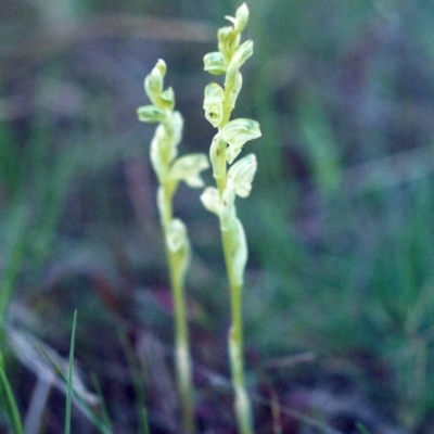 Hymenochilus cycnocephalus (Swan greenhood) at Conder, ACT - 27 Sep 2001 by michaelb