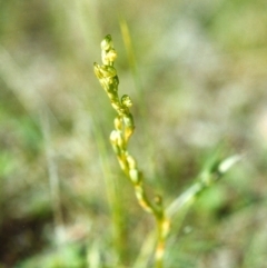 Hymenochilus sp. (A Greenhood Orchid) at Conder, ACT - 30 Oct 1999 by michaelb