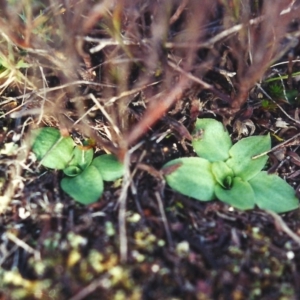 Hymenochilus sp. at Conder, ACT - suppressed