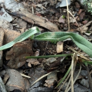 Caladenia atrovespa at Black Mountain - 16 Aug 2014