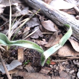 Caladenia atrovespa at Black Mountain - 16 Aug 2014