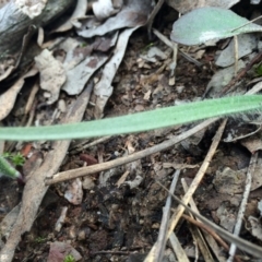 Caladenia atrovespa at Black Mountain - 16 Aug 2014