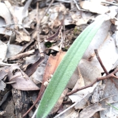 Caladenia atrovespa at Black Mountain - 16 Aug 2014