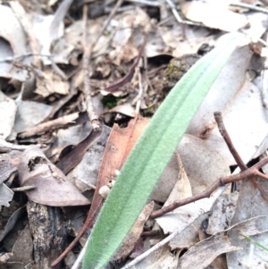 Caladenia atrovespa at Black Mountain - 16 Aug 2014